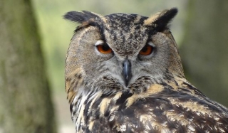 observa las aves